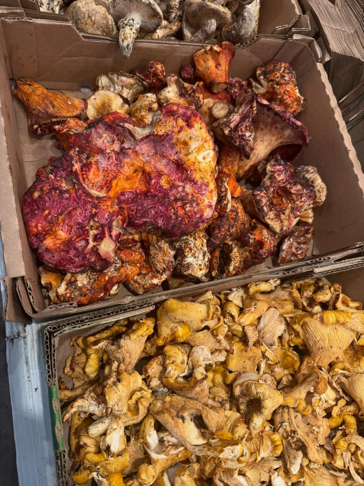 Wild lobster mushrooms and chanterelles in market crates