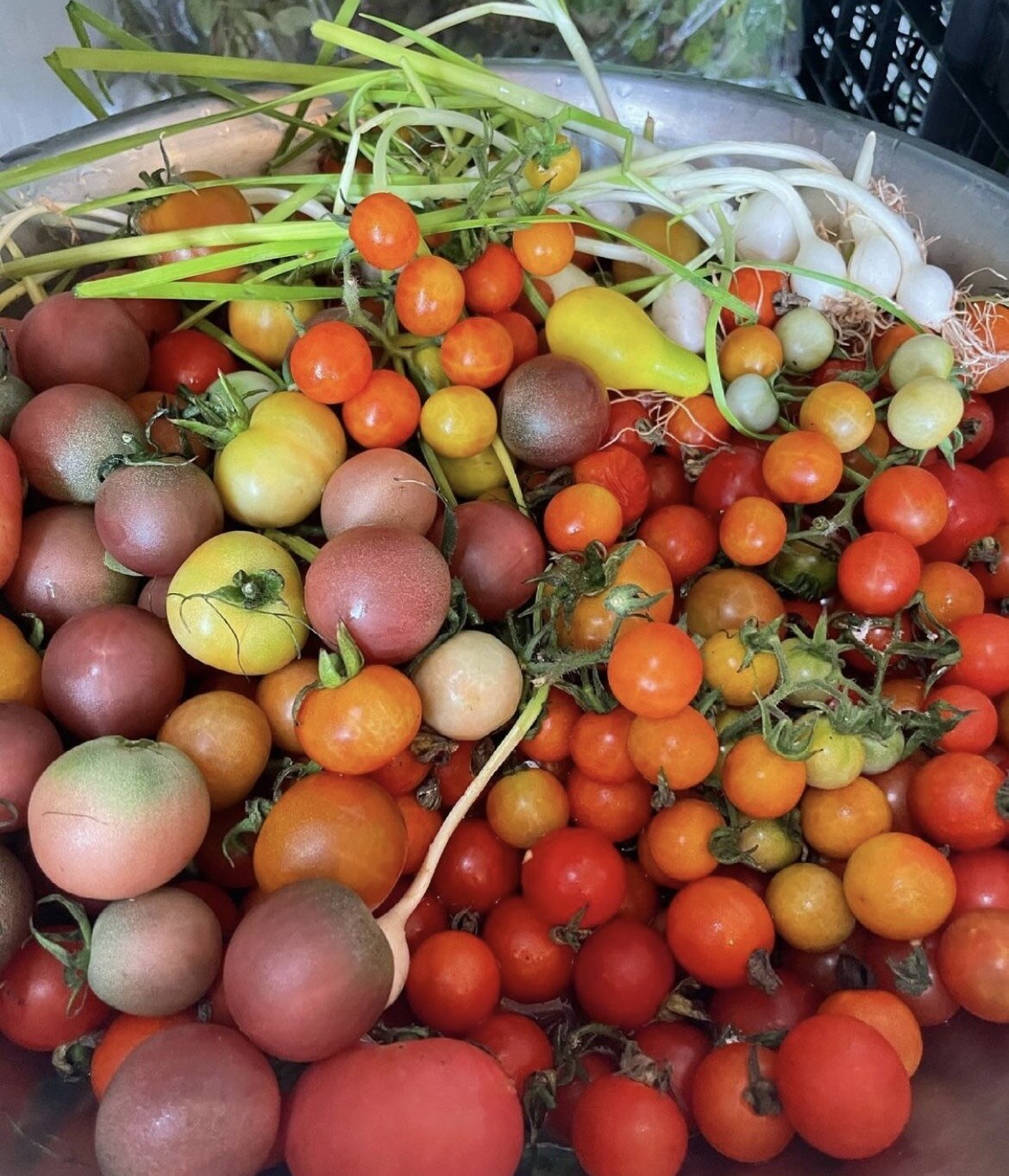 A pan of rich red tomato sauce with fresh basil leaves