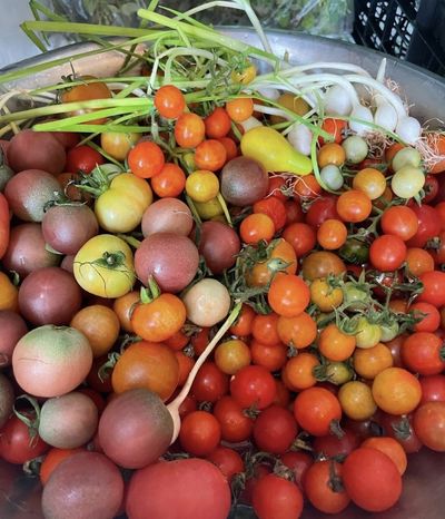 Pan of beef broth tomato sauce simmering with herbs — RIPE Europe recipe